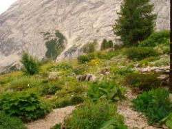 2013-08-18_Regina-F-Rau_Schachen_Alpengarten (531).JPG